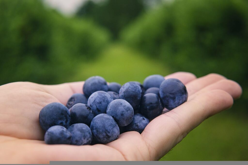 blueberries, fruits, farm-6352547.jpg