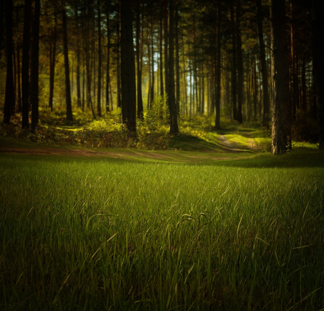 grass, trees, forest-315184.jpg