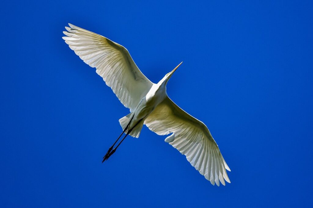 great egret, bird, animal-7457808.jpg