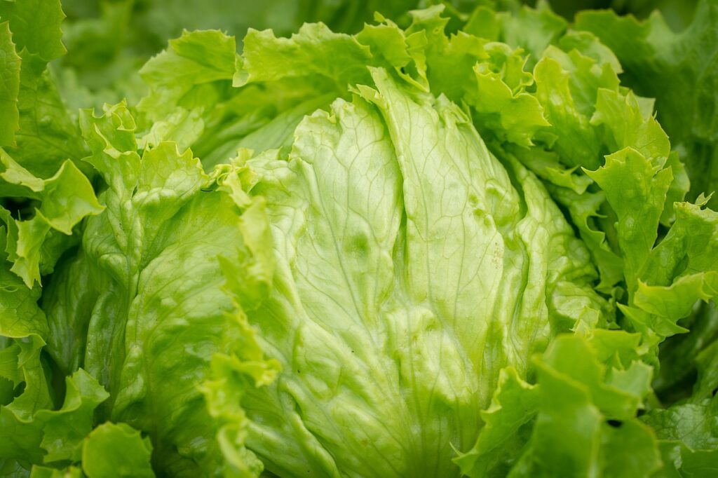 salad, head of lettuce, ice lettuce-3505392.jpg